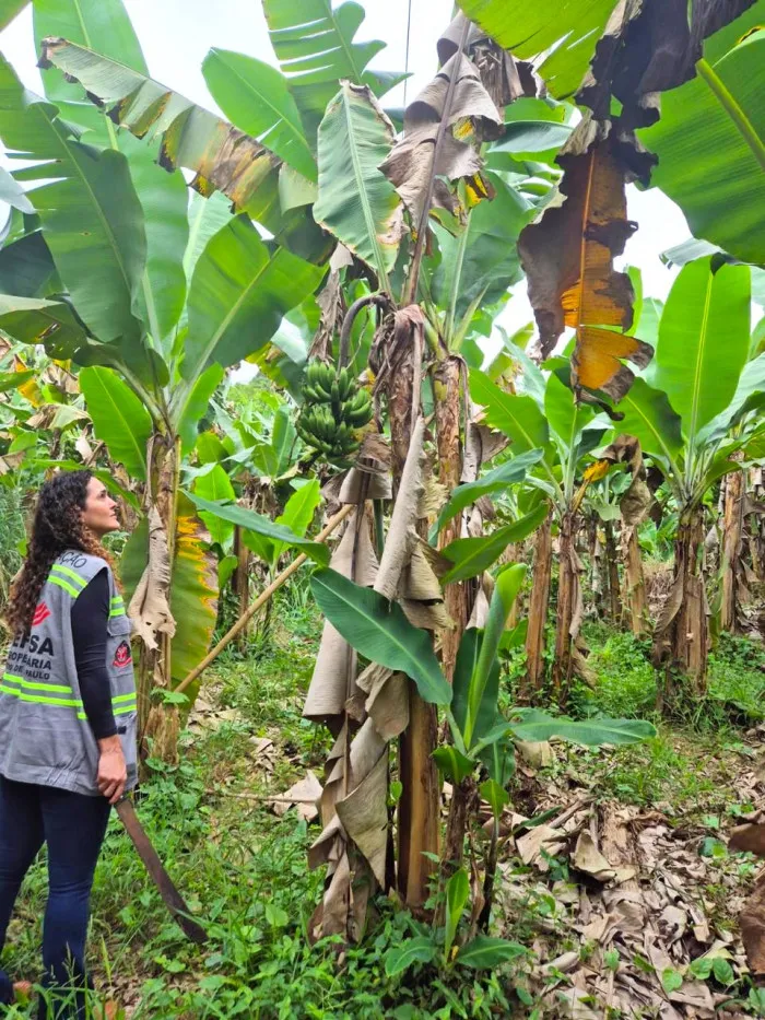 Pesquisa mapeia risco de entrada da Murcha por Fusarium da bananeira no Vale do Ribeira