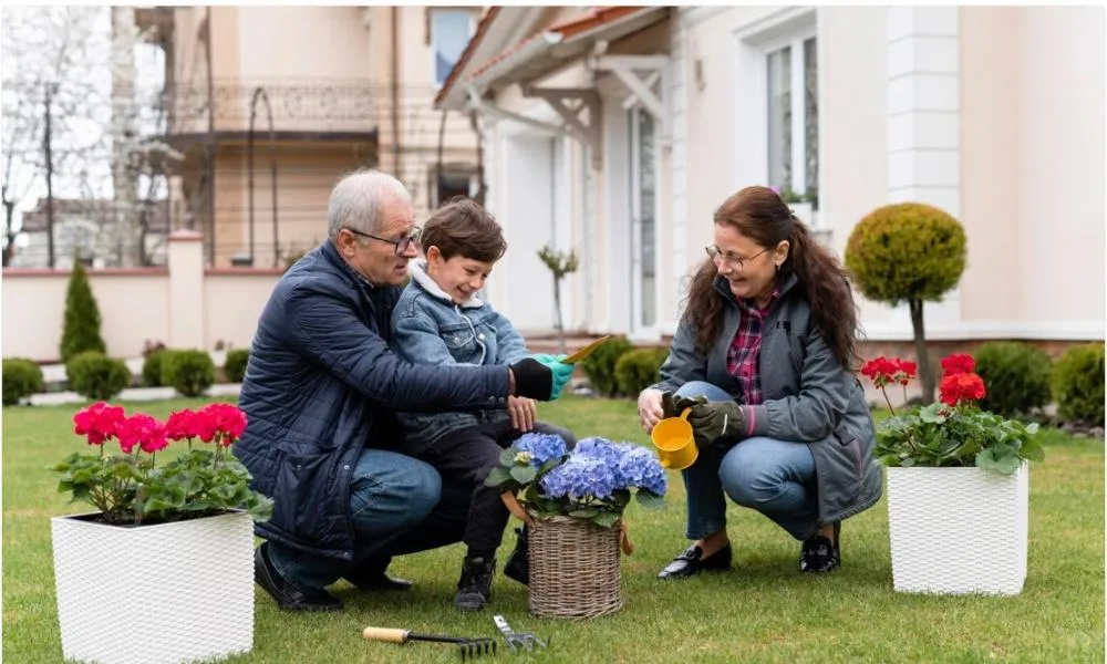 Como escolher o fertilizante ideal para sua planta?