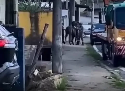 ONG DENUNCIA MORTE DE CAVALO APÓS AÇÃO DE EQUIPE DA ARTERIS EM REGISTRO