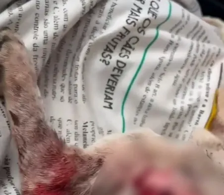 CACHORRO MUTILADO É RESGATADO EM CAJATI DURANTE AÇÃO CONTRA MAUS-TRATOS