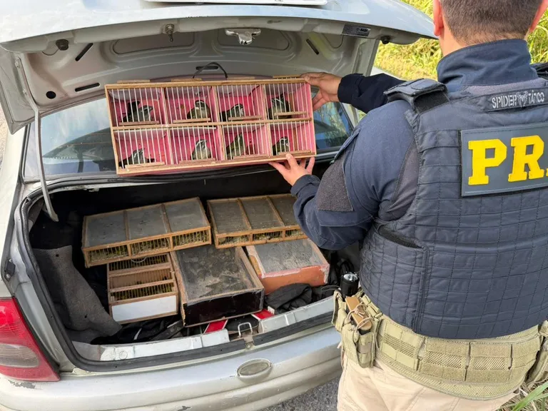 PRF RESGATA MAIS DE 150 AVES SILVESTRES NA RÉGIS BITTENCOURT EM REGISTRO