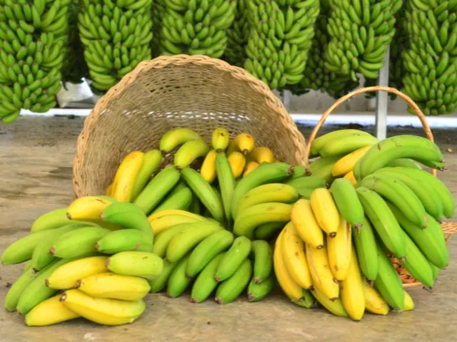FEIBANANA 2027 VOLTA A REGISTRO COM EXPECTATIVA DE R$ 150 MILHÕES