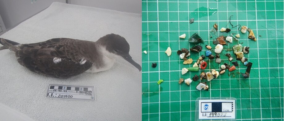 Imagens mostram lixo encontrado no estômago de ave resgatada em Ilha Comprida